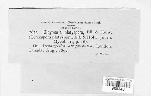 Didymaria platyspora image